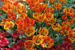 thumbs_IMG-20240516-WA0057